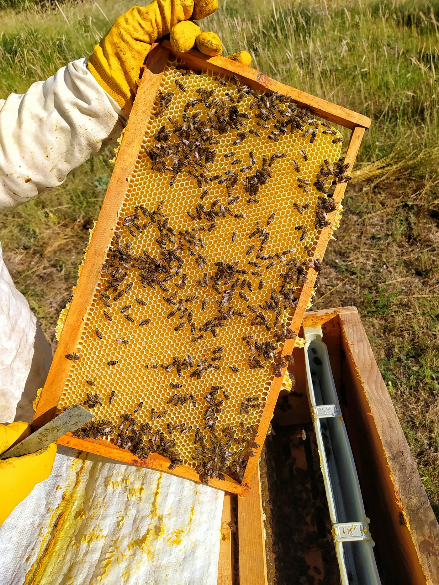 A beekeeper in protective gear lifting a frame covered in bees